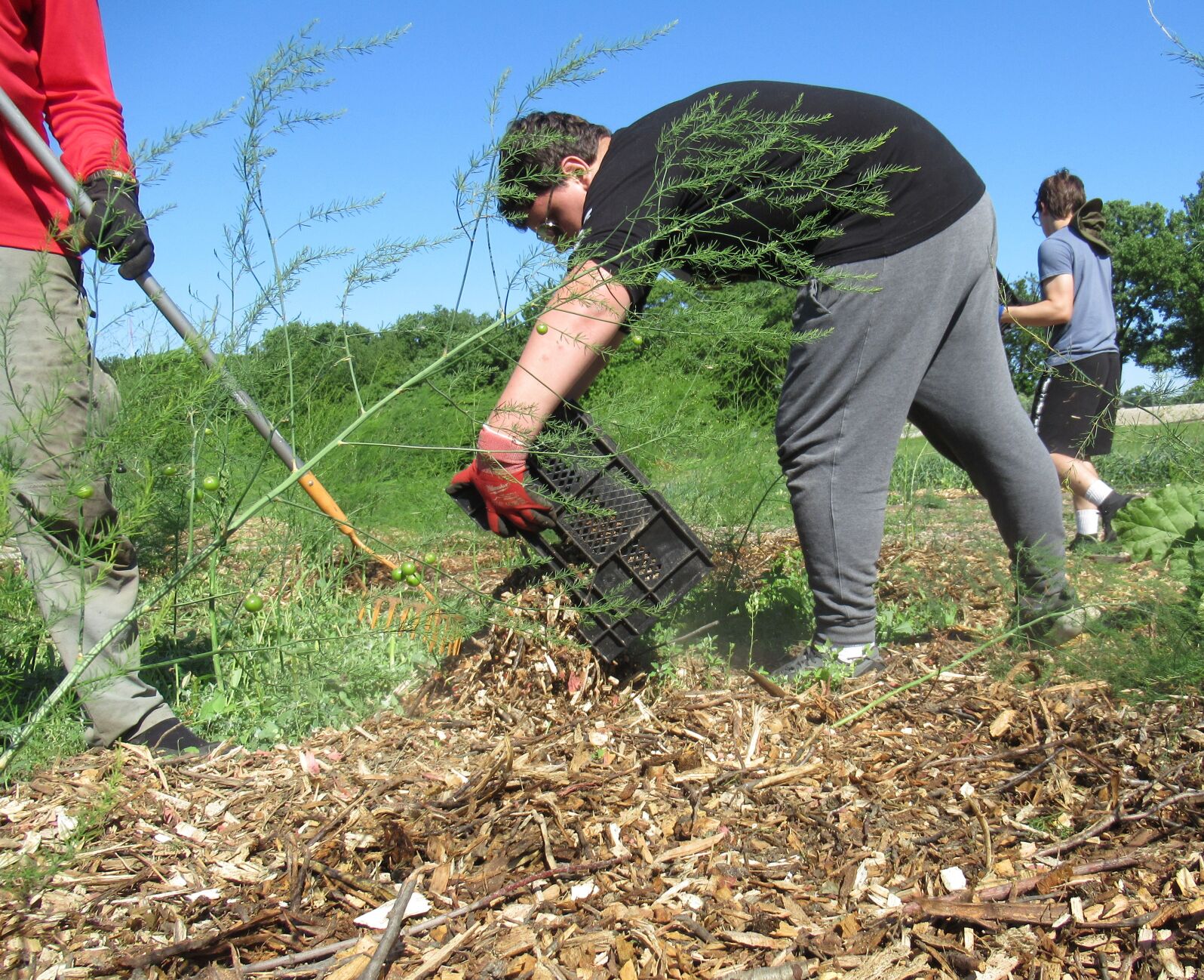 Sunnyside Community Garden and Food Forest